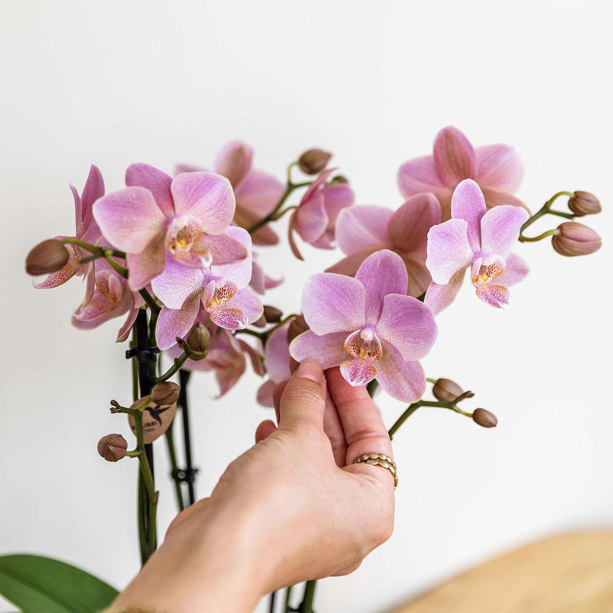 Altrosa Orchidee "Treviso" - ⭥35cm
