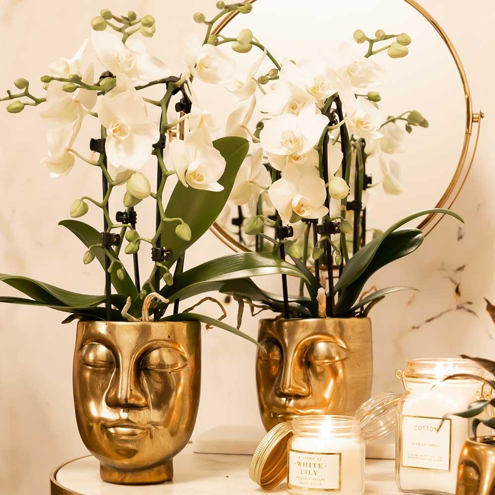 Weiße Orchidee "Niagara Fall" - ⭥35cm