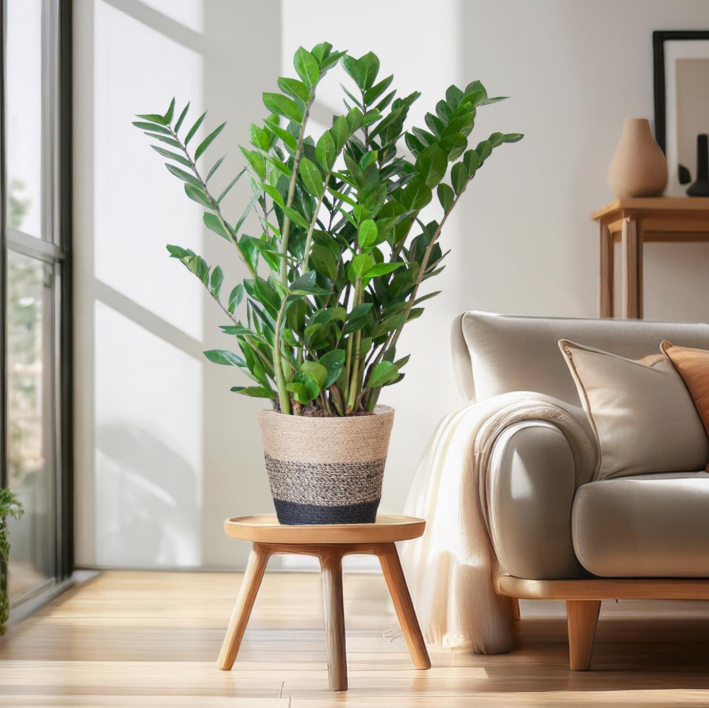 Zamioculcas Zamiifolia - ⭥80cm - mit Pflanzkorb Lissabon in Schwarz