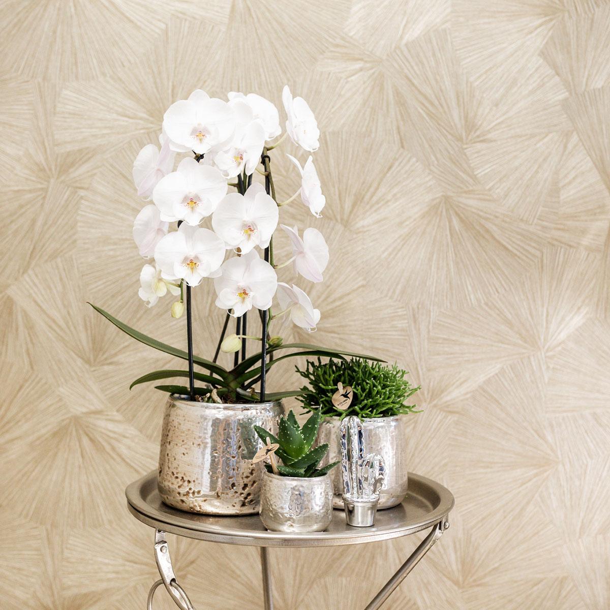 Weiße Orchidee "Niagara Fall" - ⭥40cm