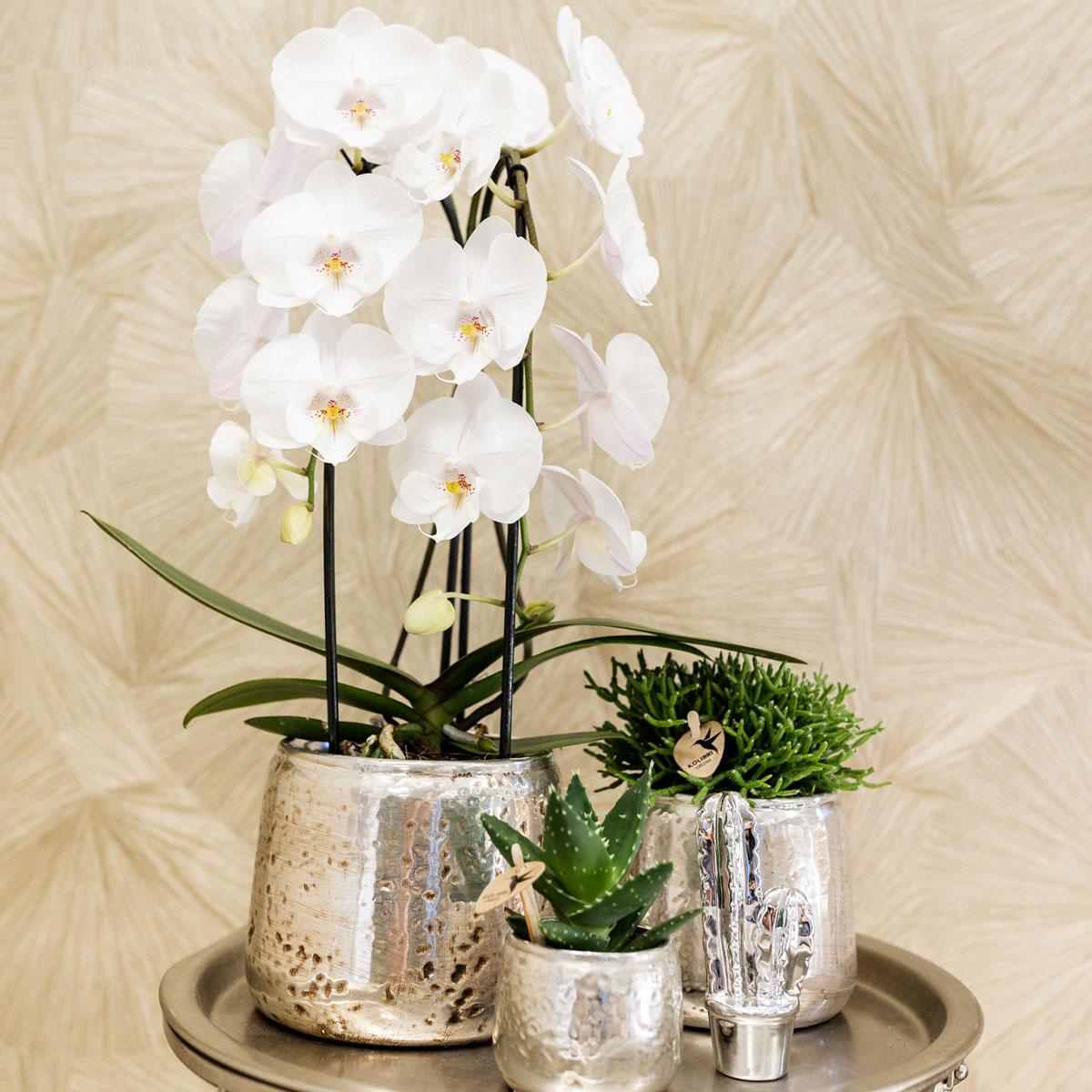 Weiße Orchidee "Niagara Fall" - ⭥40cm