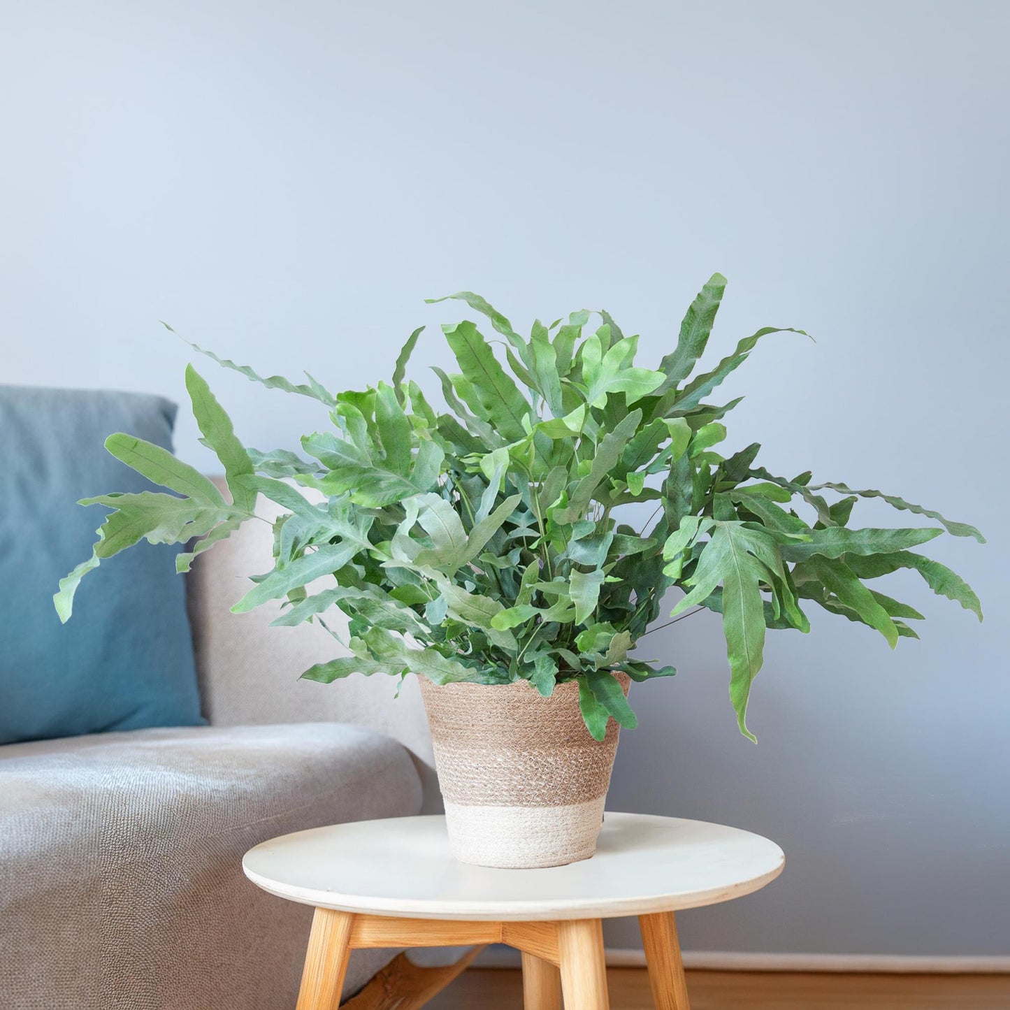 Phlebodium Aureum Blue Star - ⭥40cm - mit Pflanzkorb Lissabon in Weiß
