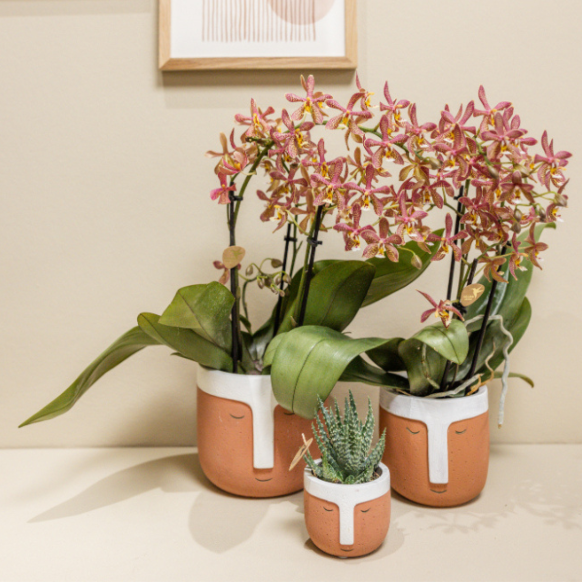 Orangene Orchidee "Spider" - ⭥35cm