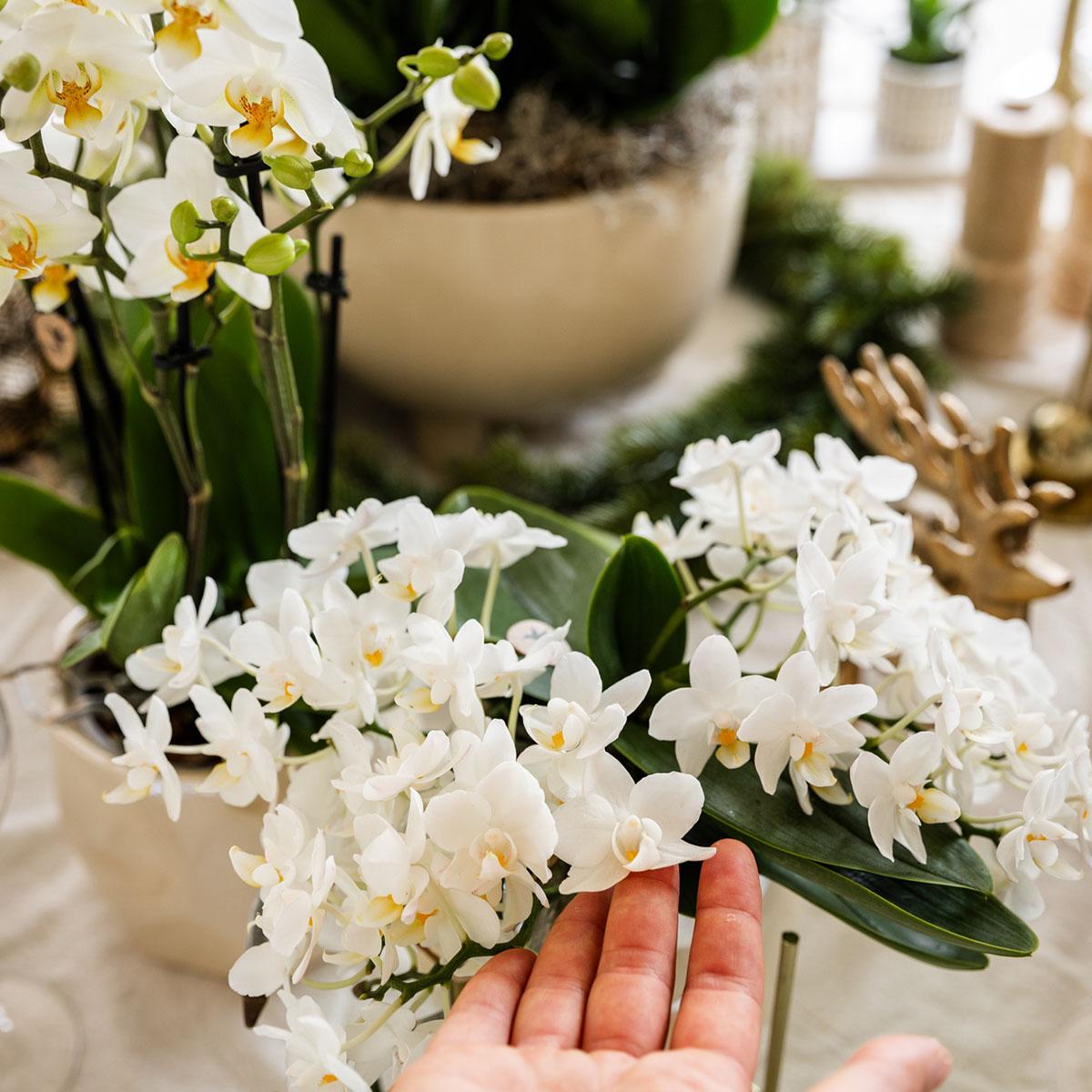 Weiße Orchidee "Nazaré" - ⭥30cm