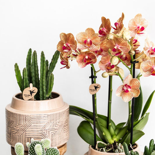 Sukkulente Stapelia - "Aasblume" - ⭥20cm