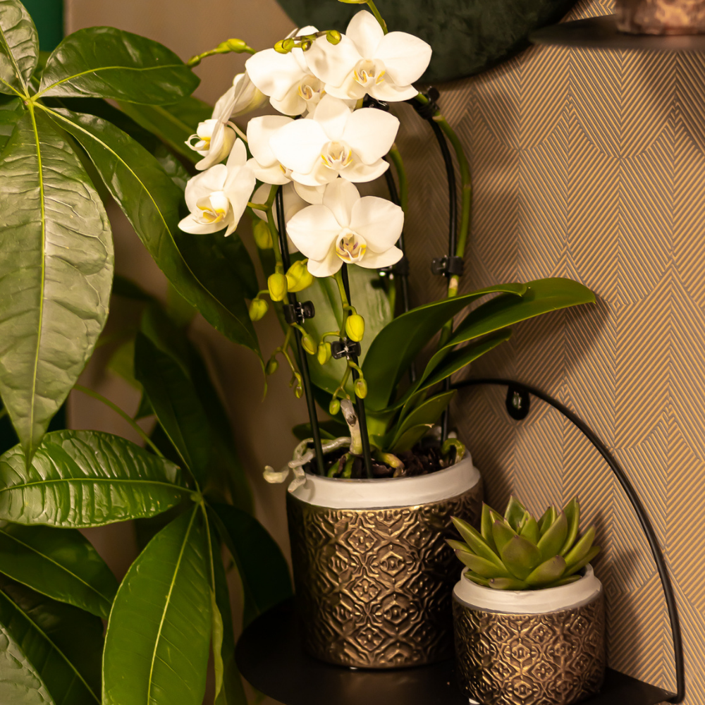 Weiße Orchidee "Niagara Fall" - ⭥35cm