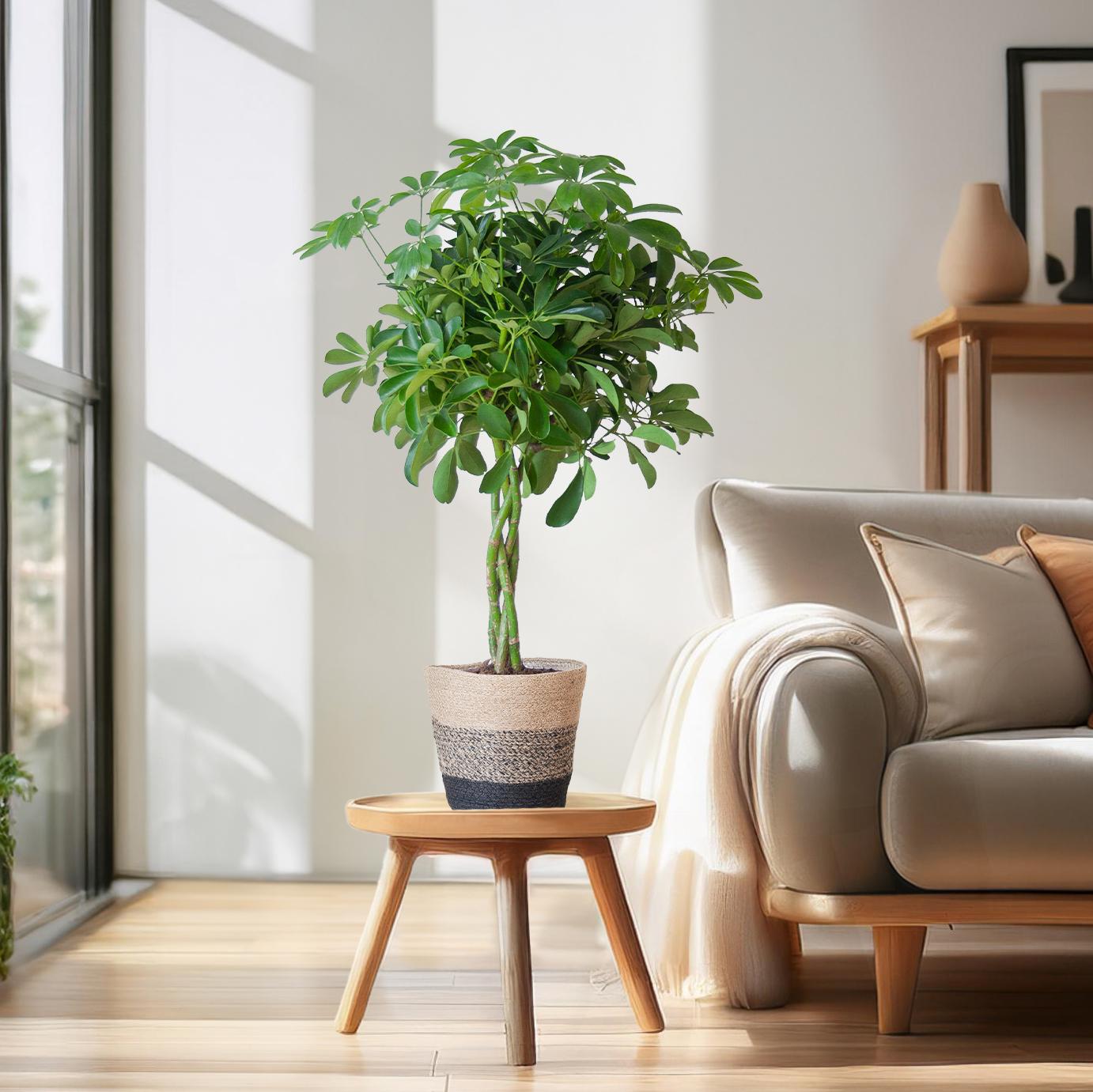 Schefflera Arab Nora - ⭥70cm - mit Pflanzkorb Lissabon in Schwarz