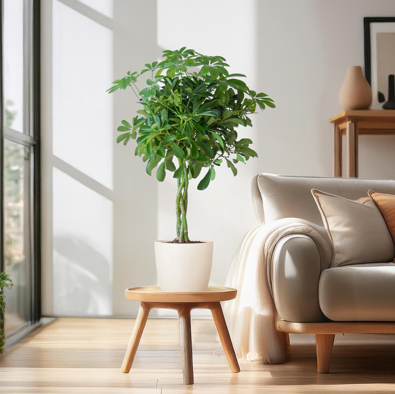Schefflera Arab Nora - ⭥70cm - mit Pflanztopf Viber in Weiß