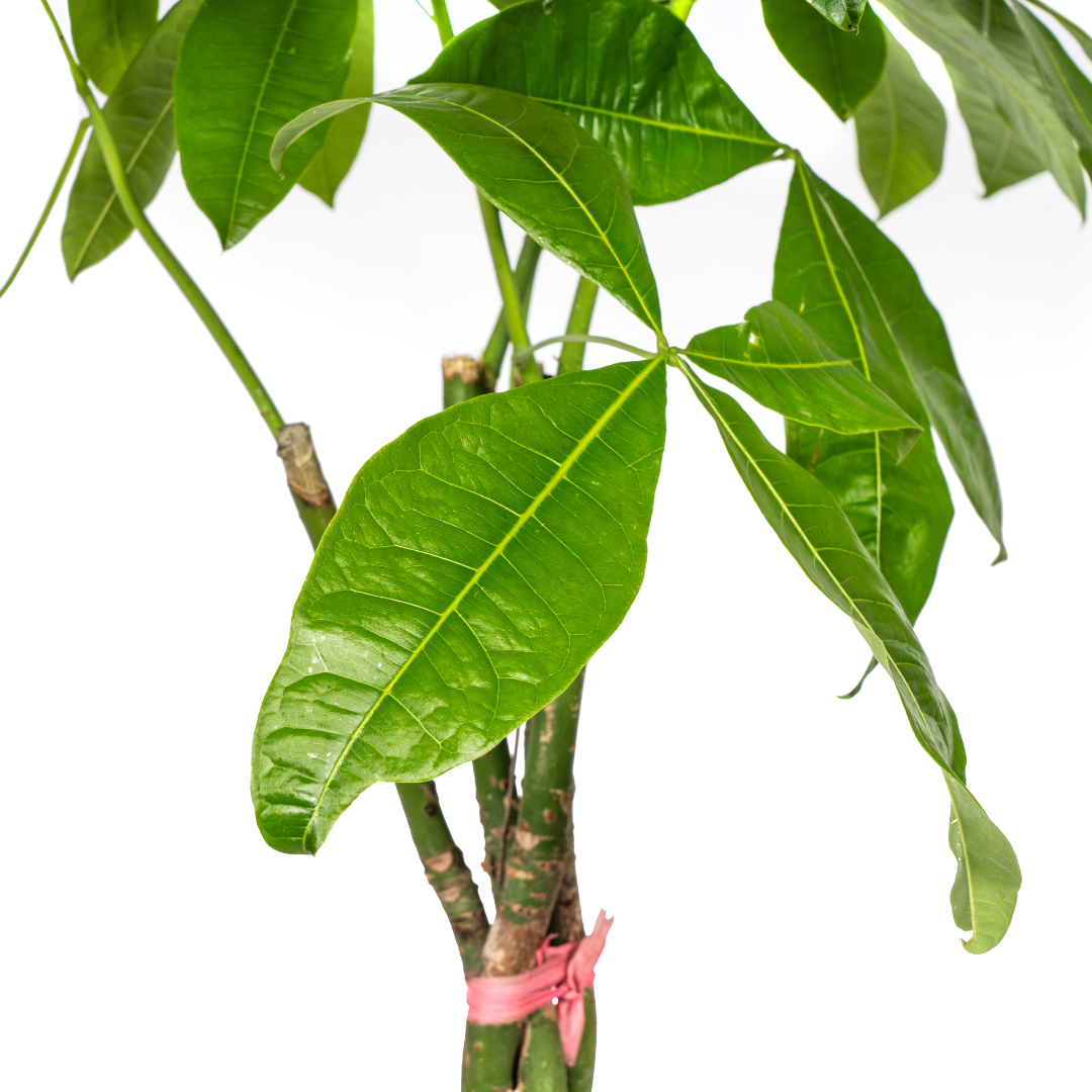 Pachira Aquatica - "Glückskastanie" - ⭥130cm