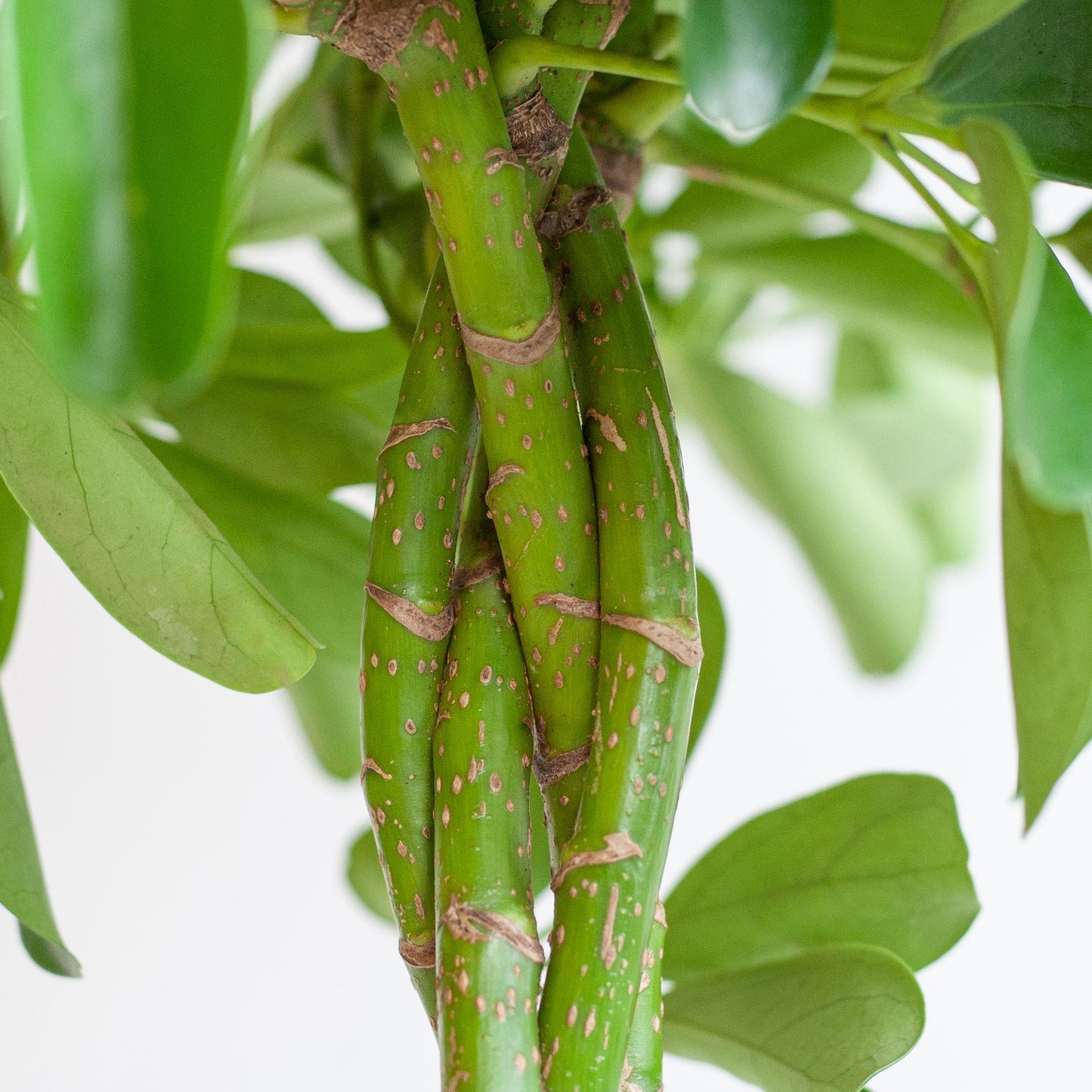 Schefflera Arab Nora - ⭥70cm - mit Pflanzkorb Sofia