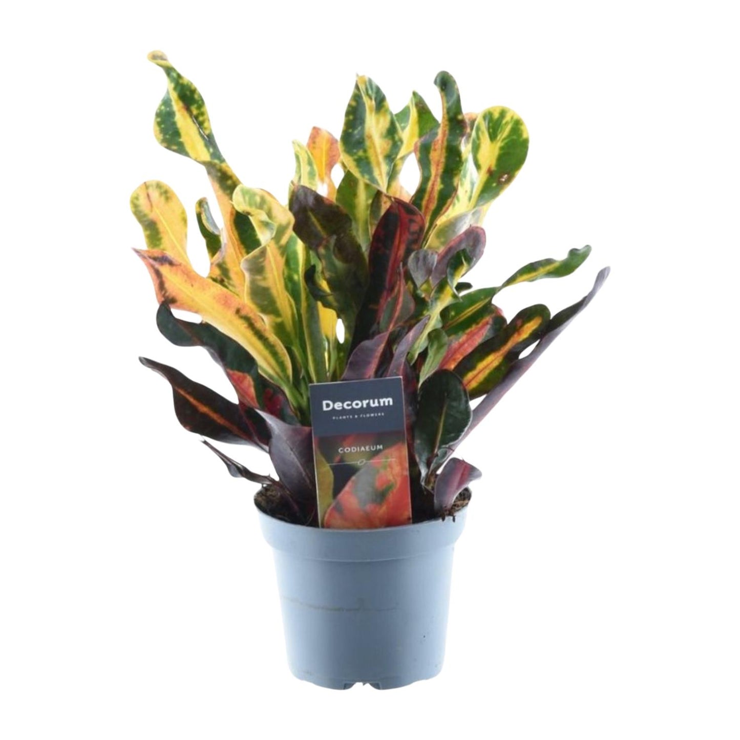 3x Codiaeum Variegatum (⭥25-30cm) - MIX - Croton