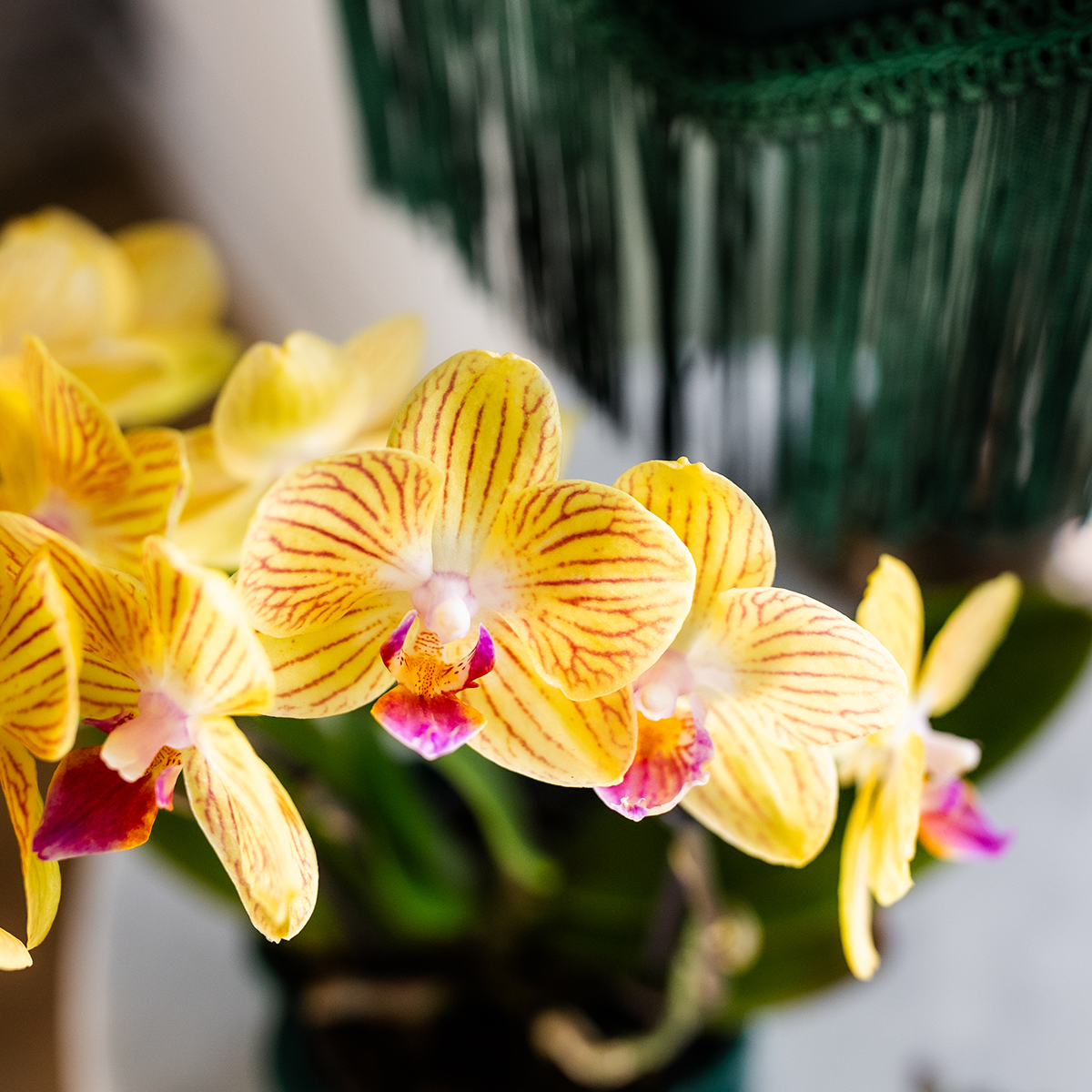 Gelbe Orchidee "Lima" - ⭥35cm