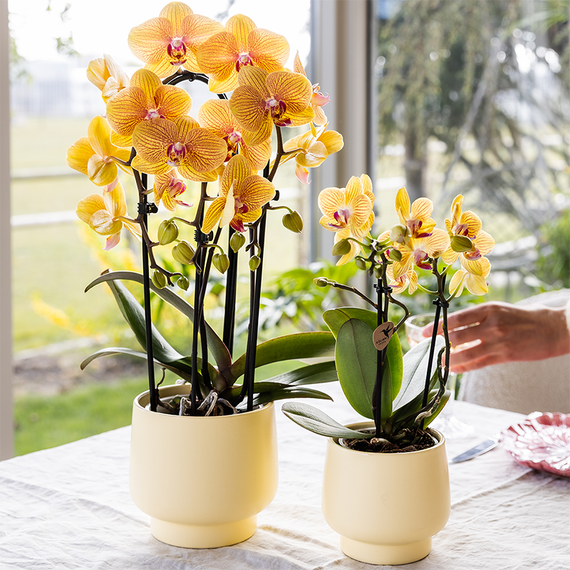 Gelbe Schmetterlingsorchidee "Lima" - ⭥35cm