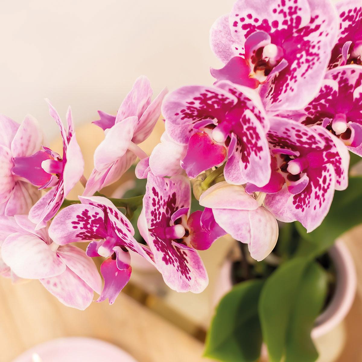 Rosa/Lila Orchidee "El Salvador" - ⭥35cm
