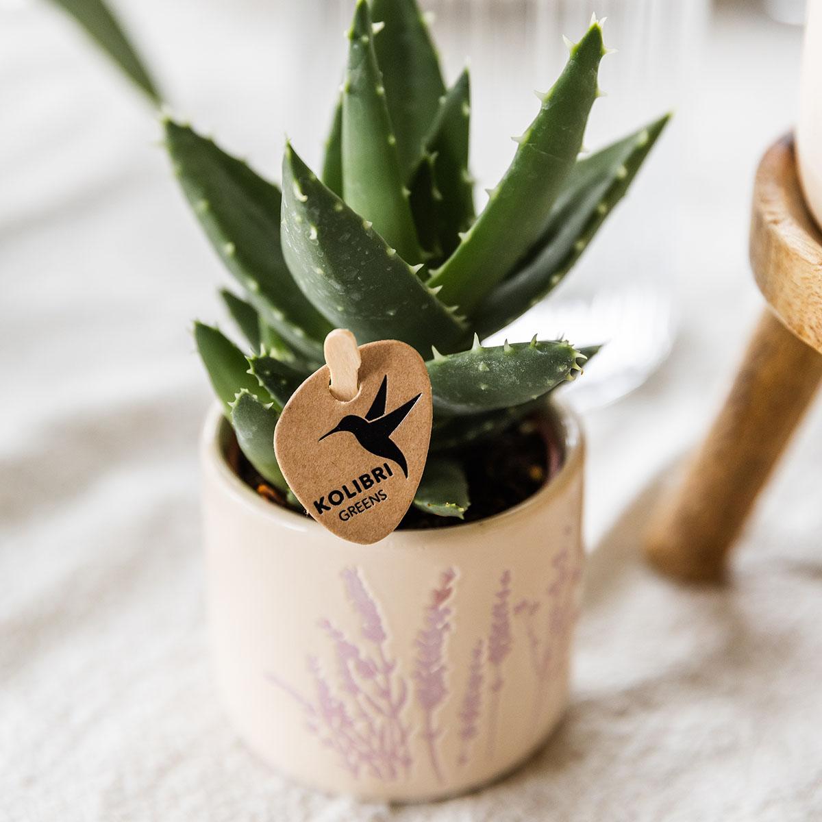 Sukkulente Aloe Brevifolia - "Kurzblättrige Aloe" - ⭥15cm