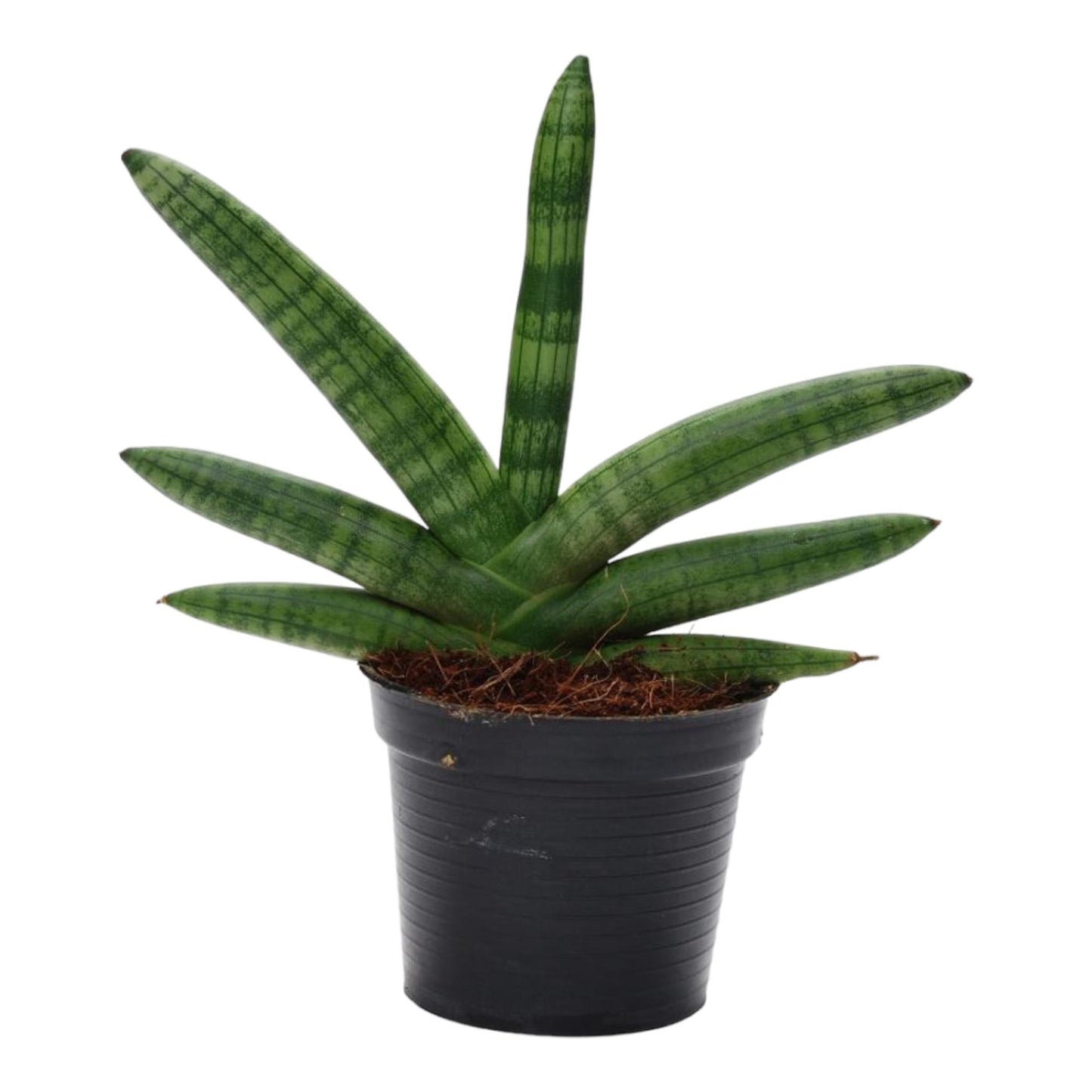Sansevieria Skyline (⭥25cm) & Spaghetti (⭥40cm) & Bacularis (⭥38cm) - Pflegeleicht