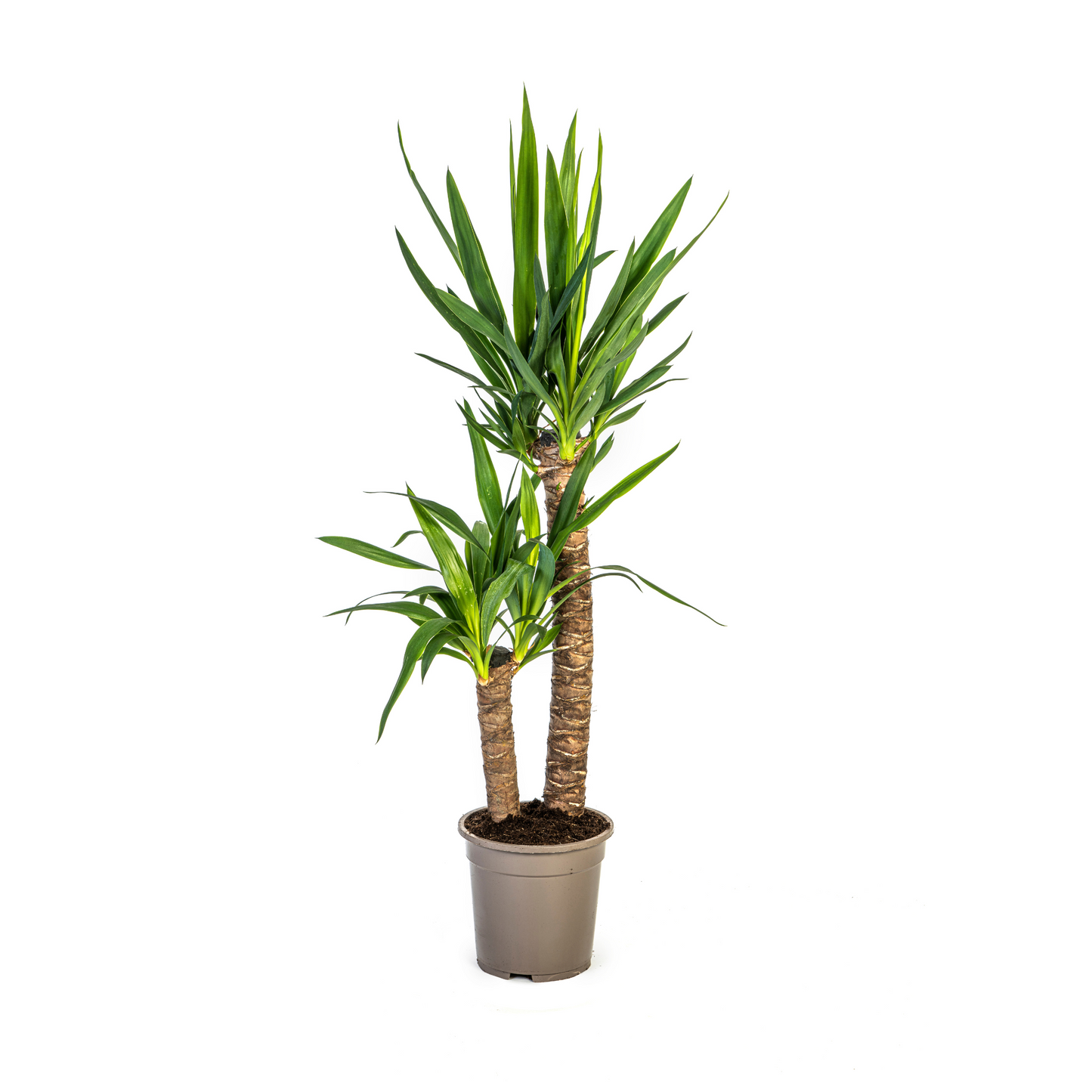 Palmlilie (⭥80cm) & Drachenbaum (⭥80cm) & Glückskastanie (⭥80cm) - Pflegeleicht
