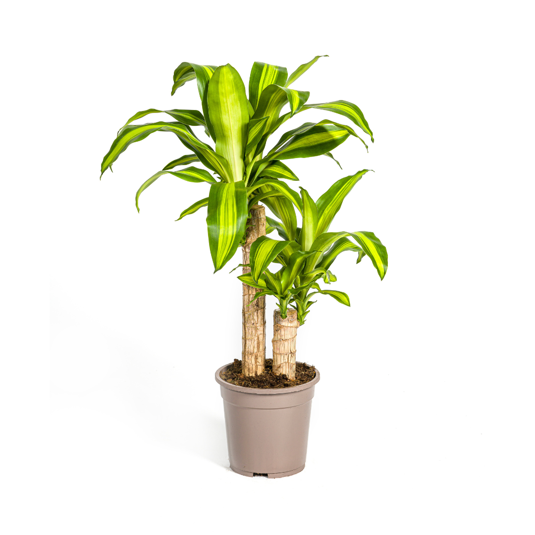 Palmlilie (⭥80cm) & Drachenbaum (⭥80cm) & Glückskastanie (⭥80cm) - Pflegeleicht