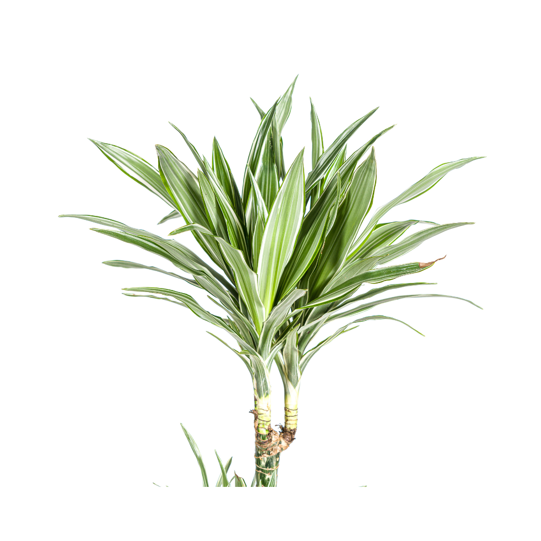 Dracaena Deremensis "White Stripe" - ⭥180cm