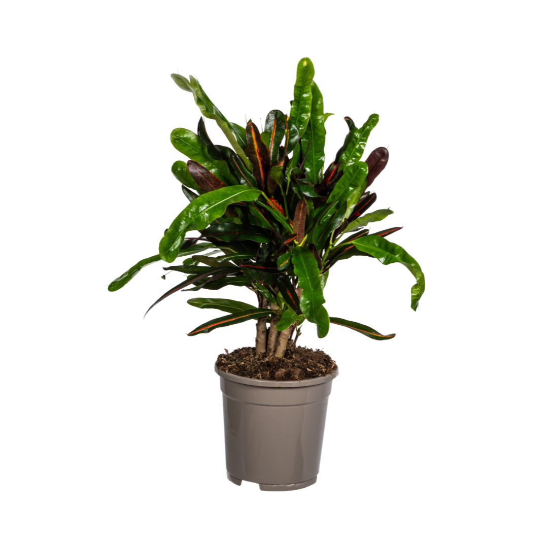 3x Codiaeum Variegatum (⭥25-30cm) - MIX - Croton