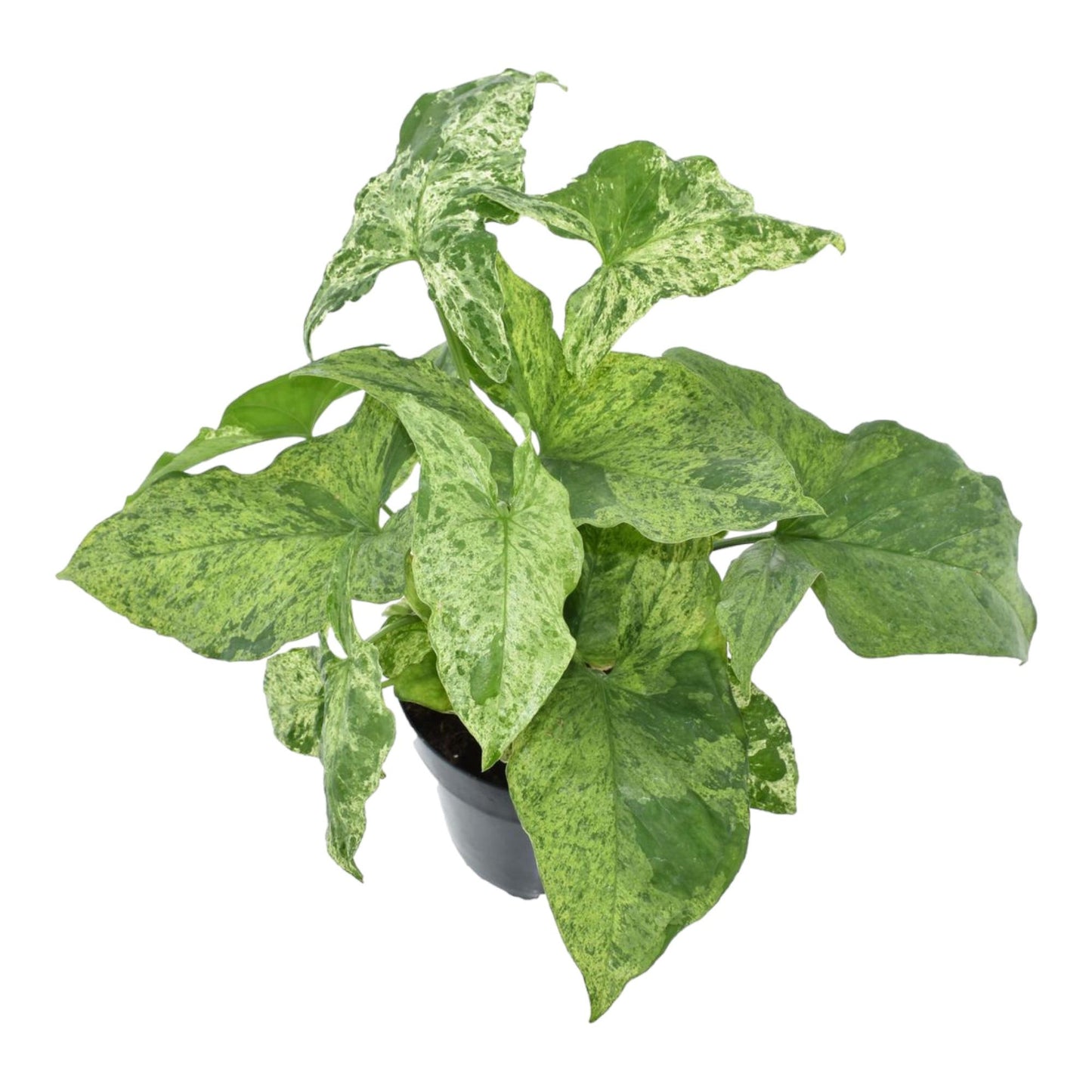 Syngonium Mottled - "Pfeilblatt" - ⭥25cm