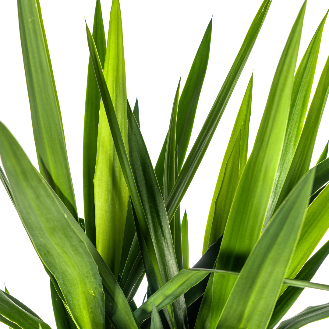 Yucca Elephantipes - "Palmlilie" - ⭥160cm