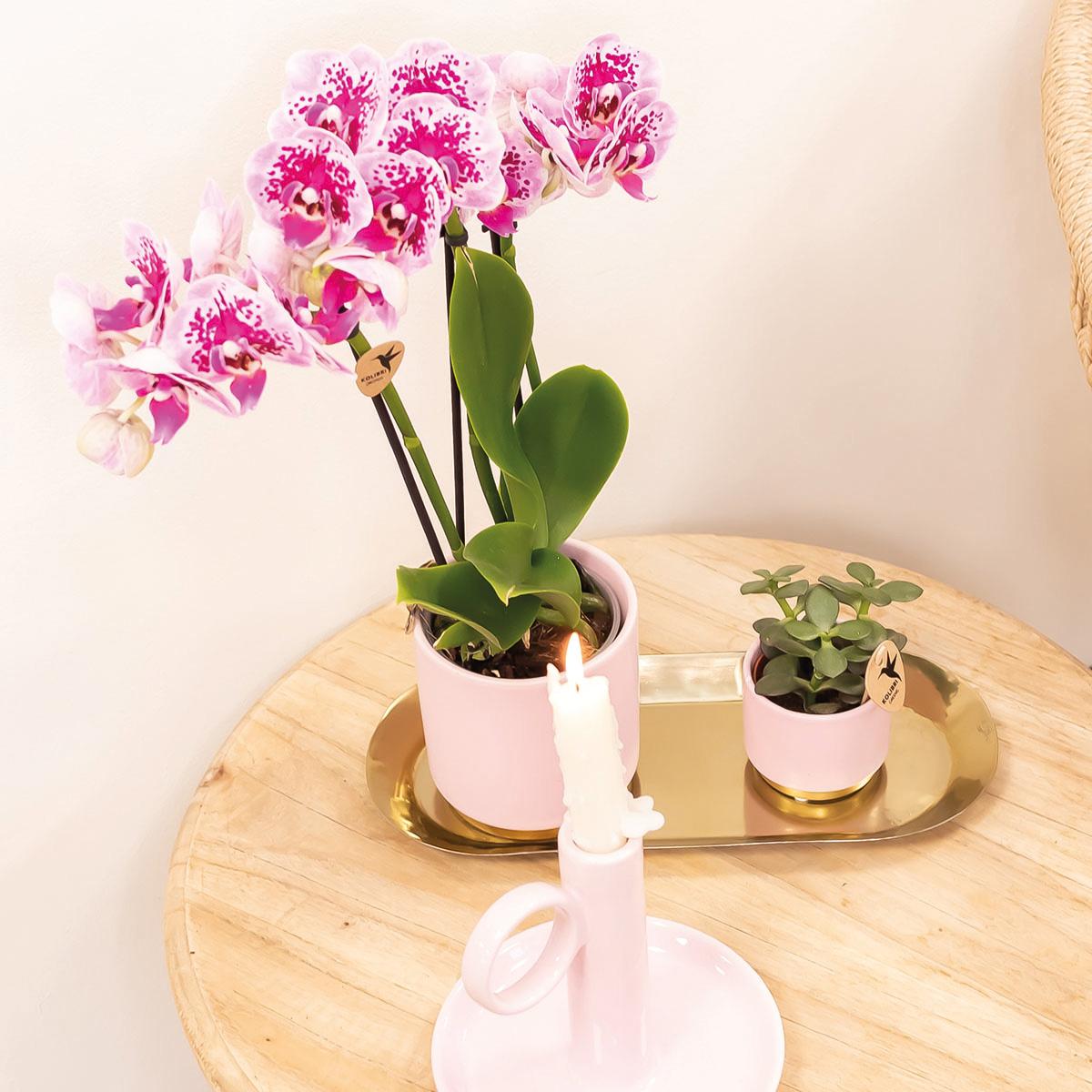 4x Rosa/Lila Orchidee "El Salvador" - ⭥35cm