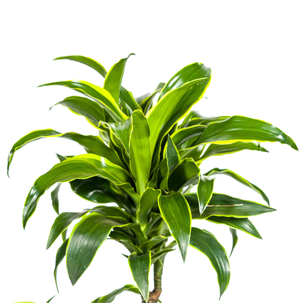 Dracaena Deremensis "Dorado" - ⭥110cm