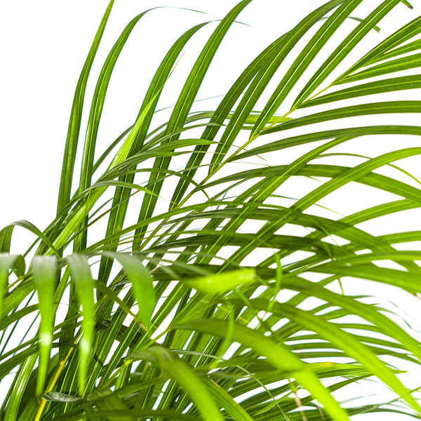 Dypsis Lutescens - "Goldfruchtpalme" - ⭥130cm