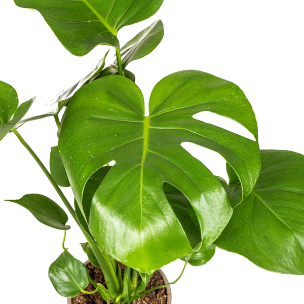 Monstera Deliciosa Tauerii - "Kompaktes Fensterblatt" - ⭥60cm
