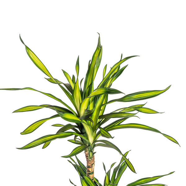 Dracaena Deremensis "Rikki" - ⭥100cm