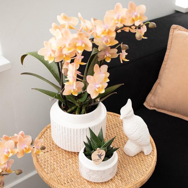 Überraschungsbox - 4 mehrfarbige Orchideen