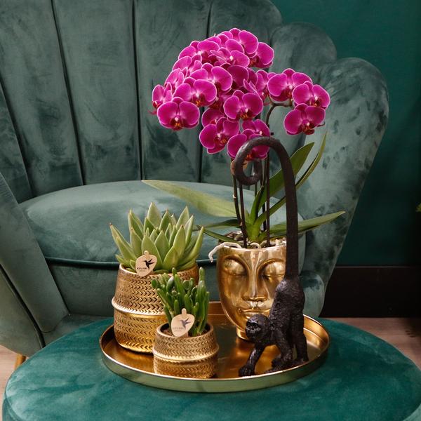 4x Lila Orchidee "Morelia" - ⭥35cm