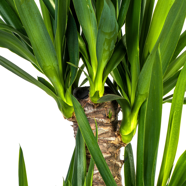 Yucca Elephantipes - "Palmlilie" - ⭥100cm