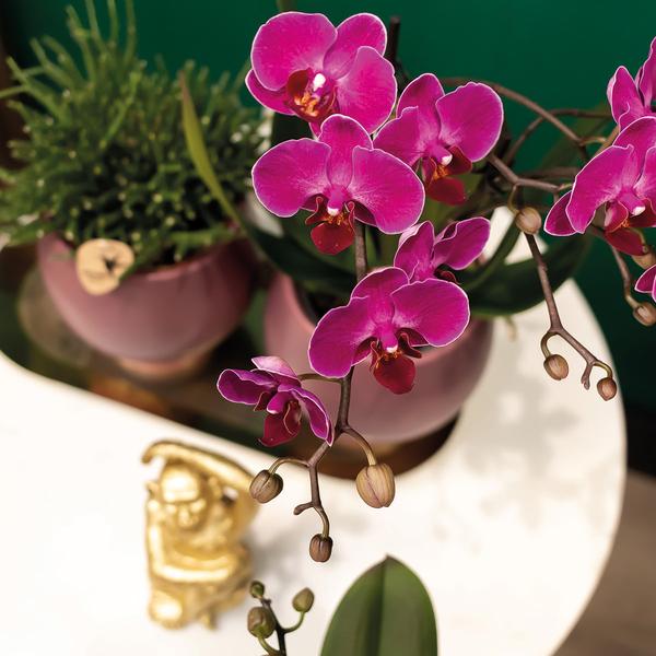 2x Lila Orchidee "Morelia" - ⭥35cm