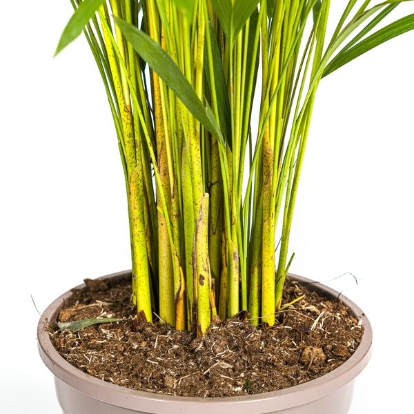 Dypsis Lutescens - "Goldfruchtpalme" - ⭥130cm