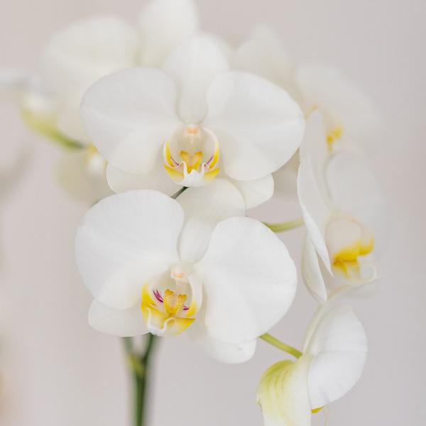 Sukkulente (⭥15cm) & Orchidee (⭥35cm) mit weißem Duo Keramik Ziertopf