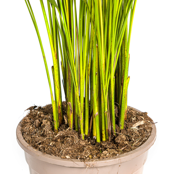 Dypsis Lutescens - "Goldfruchtpalme" - ⭥110cm