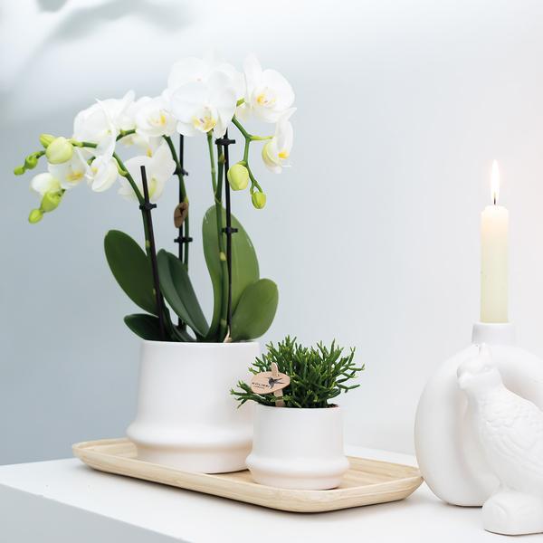 2x Weiße Orchidee "Amabilis" - ⭥35cm