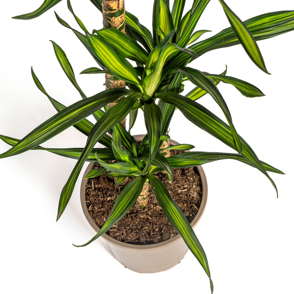 Dracaena Deremensis "Rikki" - ⭥100cm