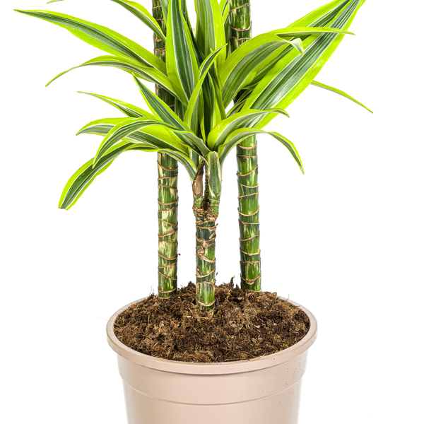 Dracaena Deremensis "Lemon Lime" - ⭥140cm