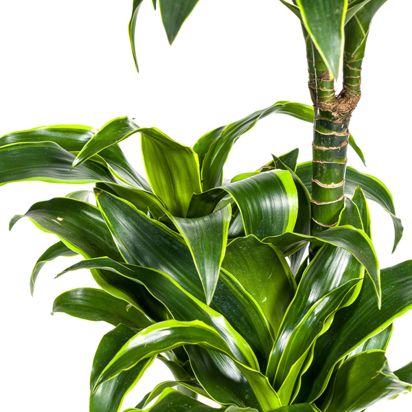 Dracaena Deremensis "Dorado" - ⭥110cm