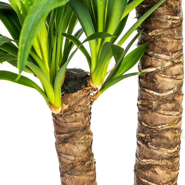 Yucca Elephantipes - "Palmlilie" - ⭥80cm