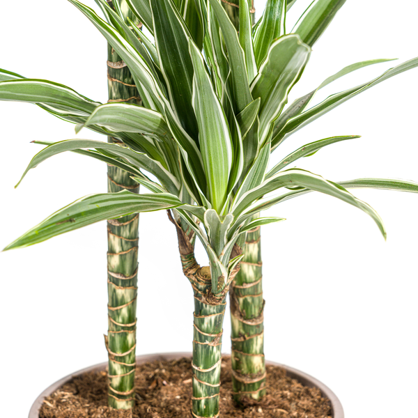 Dracaena Deremensis "White Stripe" - ⭥140cm
