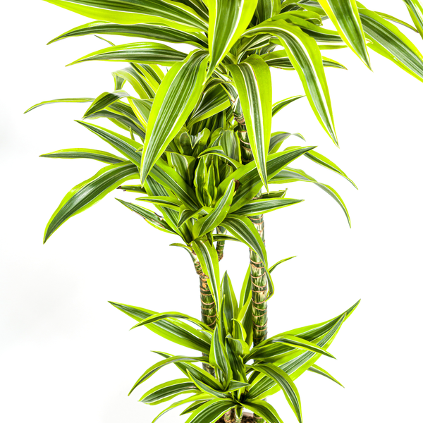 Dracaena Deremensis "Lemon Lime" - ⭥140cm