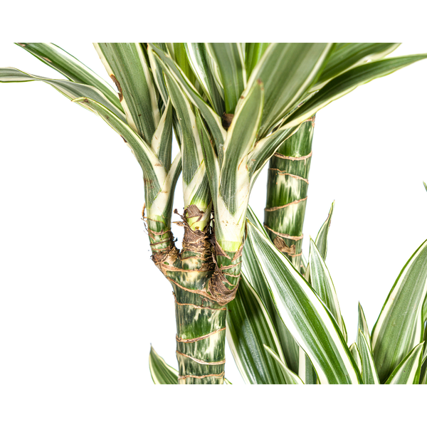 Dracaena Deremensis "White Stripe" - ⭥180cm