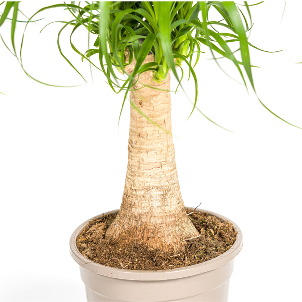 Beaucarnea Recurvata - "Elefantenfuß" - ⭥50cm