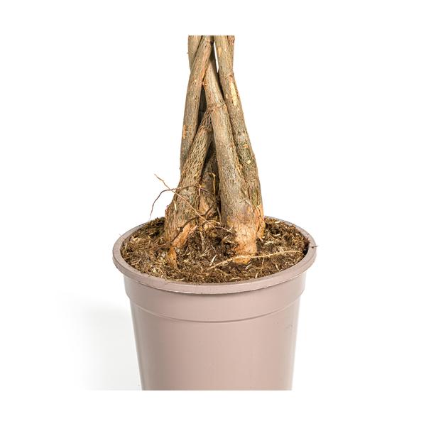 Pachira Aquatica - "Glückskastanie" - ⭥80cm