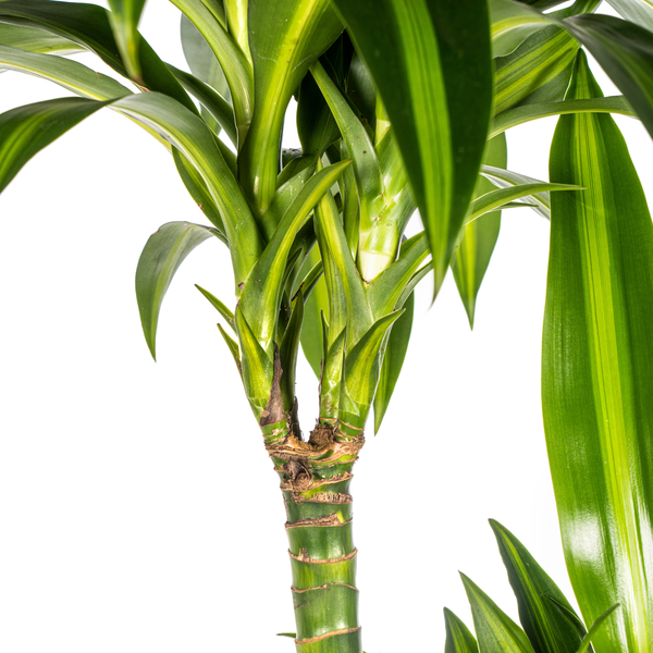 Dracaena Deremensis "Hawaiian Sunshine" - ⭥140cm