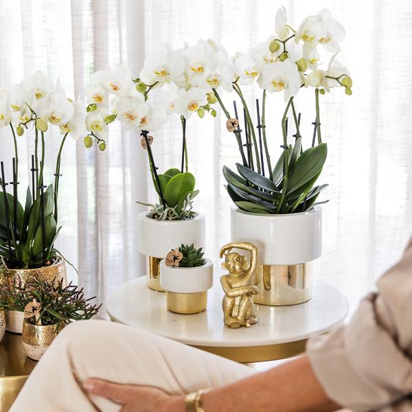 Schmetterlingsorchidee "Amabilis" mit Ziertopf Lush in Gold